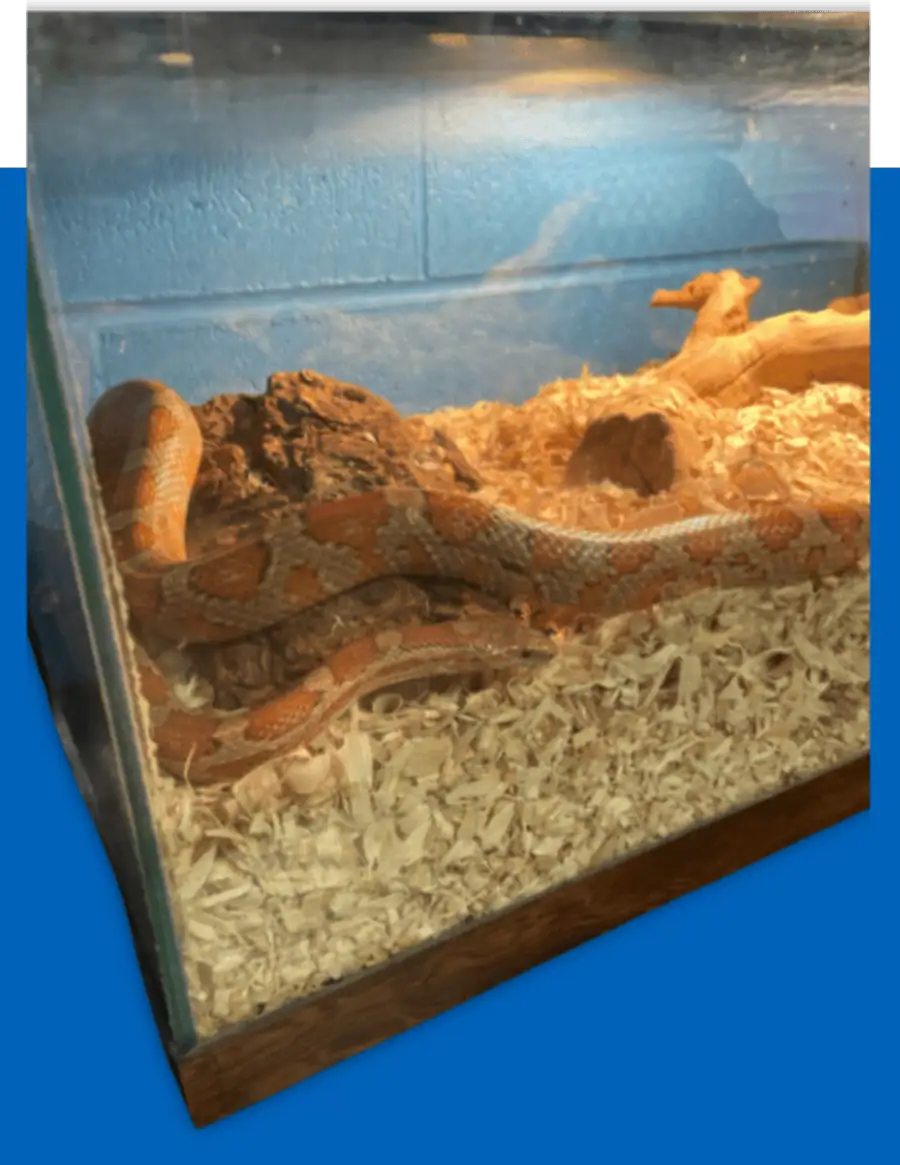 lucky the snake