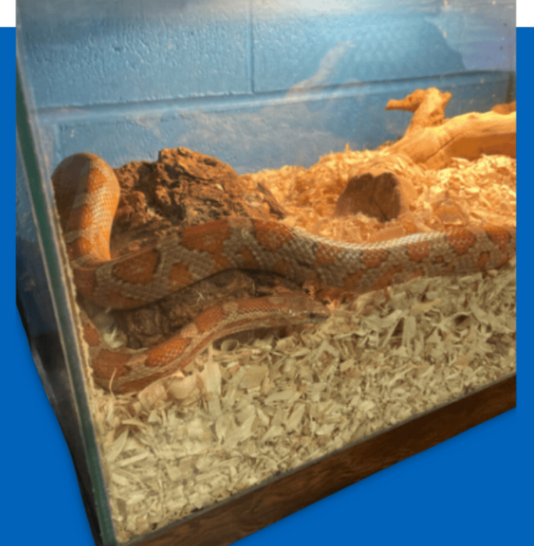 lucky the snake